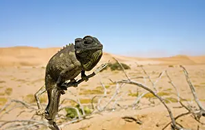 Namaquensis: Namaqua Chameleon with dunes/desert in the background