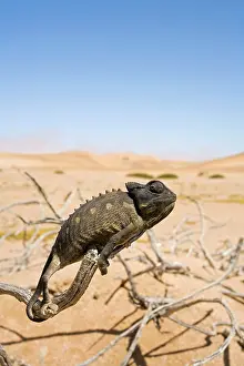 Namaquensis: Namaqua Chameleon with dunes/desert in the background