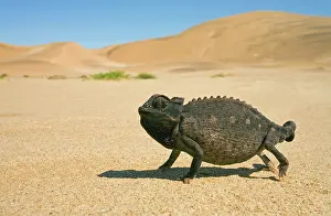 Namaquensis: Namaqua Chameleon with dunes/desert in the background