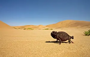 Namaquensis: Namaqua Chameleon with dunes/desert in the background