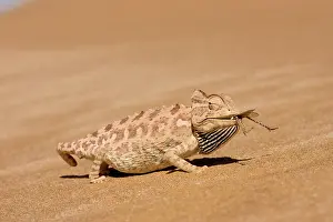 Namaqua: Namaqua Chameleon - Eating a large Desert Locust
