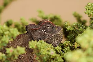 Namaqua: Namaqua Chameleon - Eye peering from an Ink Bush
