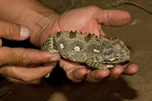 Namaqua: Namaqua Chameleon - Being handled