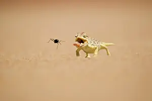 Strike: Namaqua Chameleon - Hunting a Dune Beetle on the