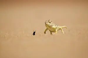 Namaquensis: Namaqua Chameleon - Hunting a Dune Beetle on the