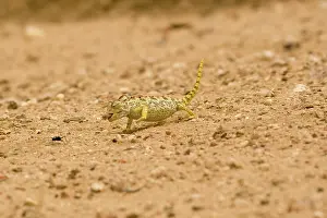 Namaqua: Namaqua Chameleon - hunting for Tenebrionid Beetles