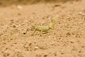 Namaqua: Namaqua Chameleon - hunting for Tenebrionid Beetles