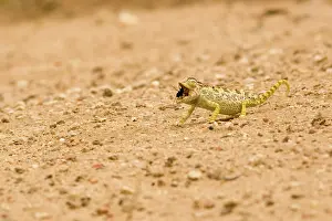 Namaqua: Namaqua Chameleon - hunting for Tenebrionid Beetles
