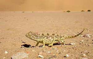Namaqua: Namaqua Chameleon - Keeping an eye on the sky whilst