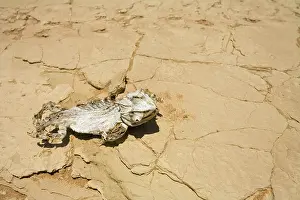Encroachment: Namaqua Chameleon killed by a quad bike