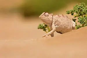 Namaquensis: Namaqua Chameleon looking for prey