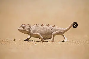 Namaquensis: Namaqua Chameleon looking for prey
