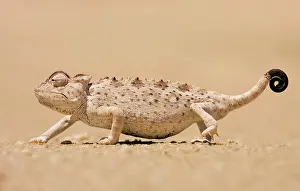 Namaquensis: Namaqua Chameleon looking for prey