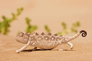 Karl Terblanche: Namaqua Chameleon looking for prey
