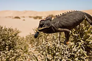 Namaqua: Namaqua Chameleon - Perched on an ink bush with a beetle