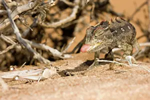 Namaqua: Namaqua Chameleon - Poised and ready to catch a locust