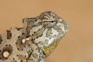 Namaqua: Namaqua Chameleon - Side portrait
