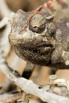 Secretion: Namaqua Chameleon - Portrait showing salt secretion