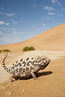 Namaqua: Namaqua Chameleon - Side profile during threat