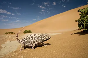 Namaqua: Namaqua Chameleon - Side profile during threat