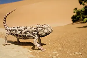 Namaqua: Namaqua Chameleon - Side profile during threat