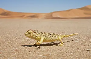 Namaquensis: Namaqua Chameleon - Running over the gravel plains