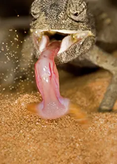 Namaqua: Namaqua Chameleon - Showing the tongue retracting with prey