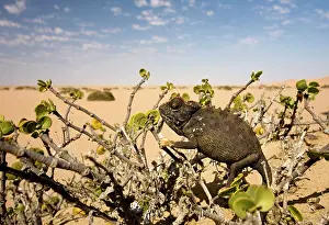Dollar: Namaqua Chameleon-Sitting in a Dollar Bush with