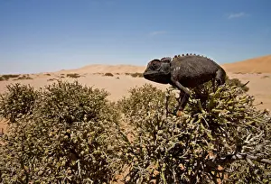 Namaqua: Namaqua Chameleon - Sitting on an Ink Bush