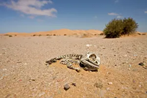 Namaquensis: Namaqua Chameleon - Skeleton lying on the gravel
