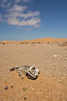 Namaqua: Namaqua Chameleon - Skeleton lying on the gravel