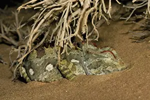 Namaqua: Namaqua Chameleon - Sleeping under a bush -Taken at night