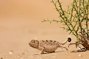 Nara: Namaqua Chameleon - Standing at the edge of a !Nara Plant