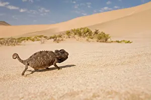 Namaqua: Namaqua Chameleon - Striding accross white desert