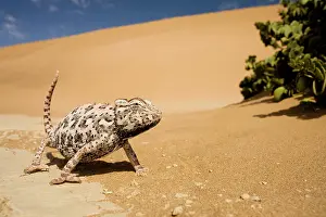 Namaqua: Namaqua Chameleon - Striding towards the camera