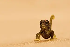 Namaqua: Namaqua Chameleon - striding over dune sand