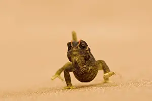 Namaqua: Namaqua Chameleon - striding over dune sand