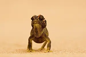 Namaqua: Namaqua Chameleon - striding over dune sand
