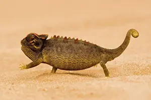 Karl Terblanche: Namaqua Chameleon - striding over dune sand