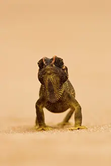 Namaqua: Namaqua Chameleon - striding over dune sand