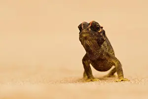 Namaqua: Namaqua Chameleon - striding over dune sand