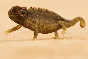 Namaqua: Namaqua Chameleon - striding over dune sand