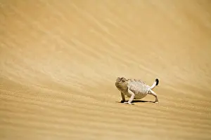 Rippled: Namaqua Chameleon - Striding over rippled dune sand