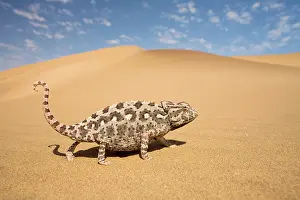Namaqua: Namaqua Chameleon - Striding over yellow dunes