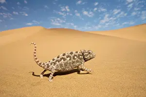 Namaqua: Namaqua Chameleon - Striding over yellow dunes