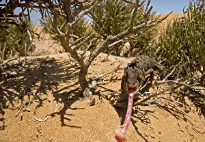 Namaquensis: Namaqua Chameleon - With tongue fully extended