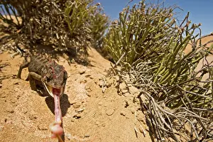 Fully: Namaqua Chameleon - With tongue fully extended