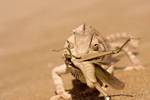 Namaqua: Namaqua Chameleon - Trying to eat a large Desert