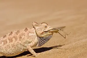 Namaqua: Namaqua Chameleon - Trying to eat a large Desert Locust
