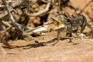 Namaqua: Namaqua Chameleon - Trying to eat a struggling locust